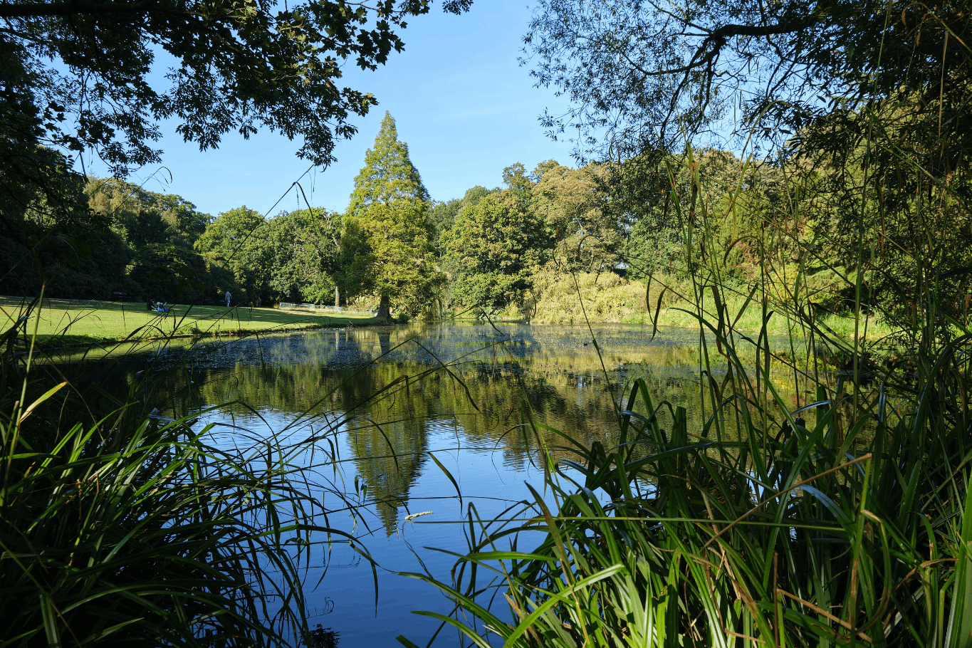 Clear pond surrounded by tall grass, trees, and natural shoreline vegetation
