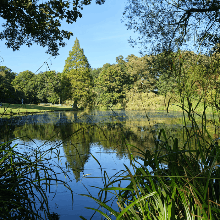 Clear pond surrounded by tall grass, trees, and natural shoreline vegetation