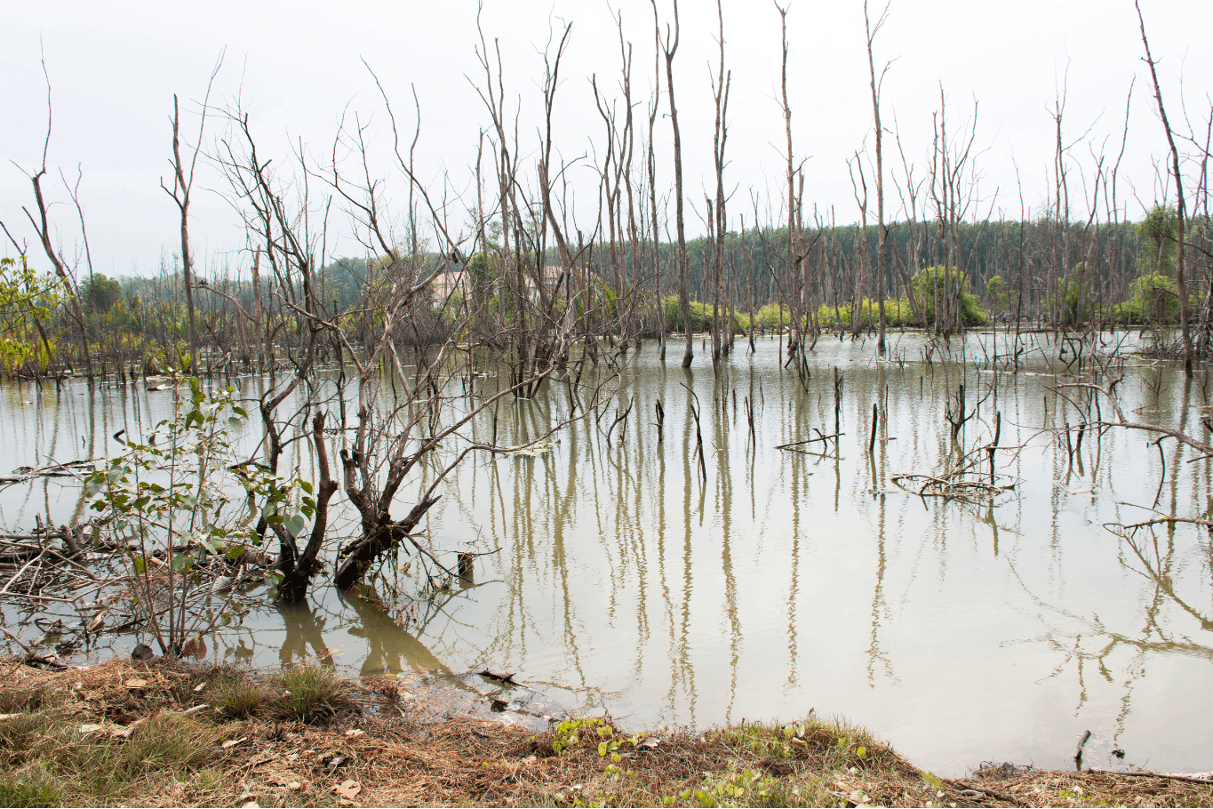 Flooded cloudy wetland pond with dead trees and standing water near a wooded shoreline