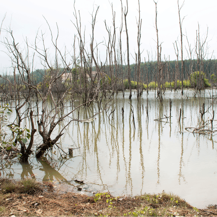 Flooded cloudy wetland pond with dead trees and standing water near a wooded shoreline