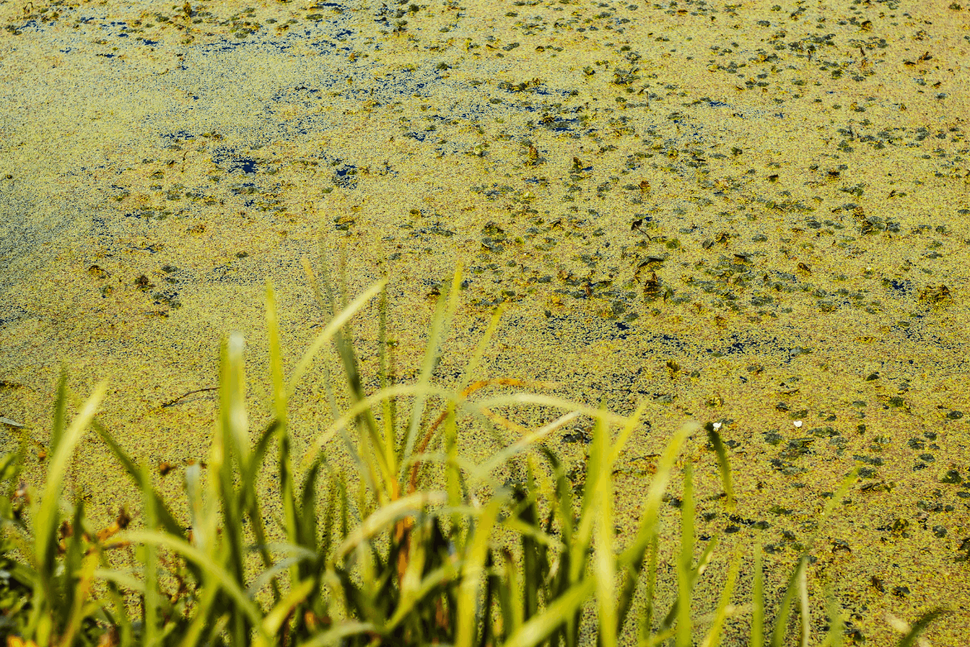 Green algae buildup on pond water with aquatic weeds and grass along the edge