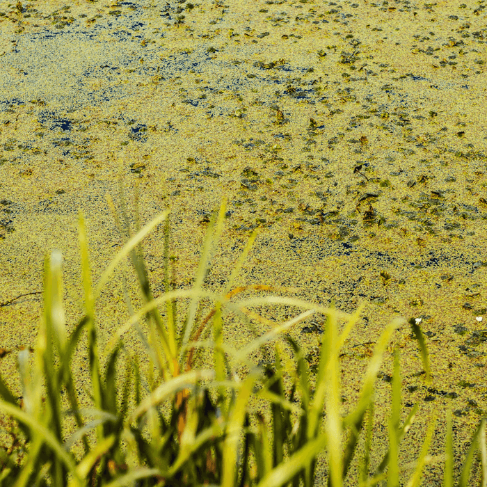 Green algae buildup on pond water with aquatic weeds and grass along the edge