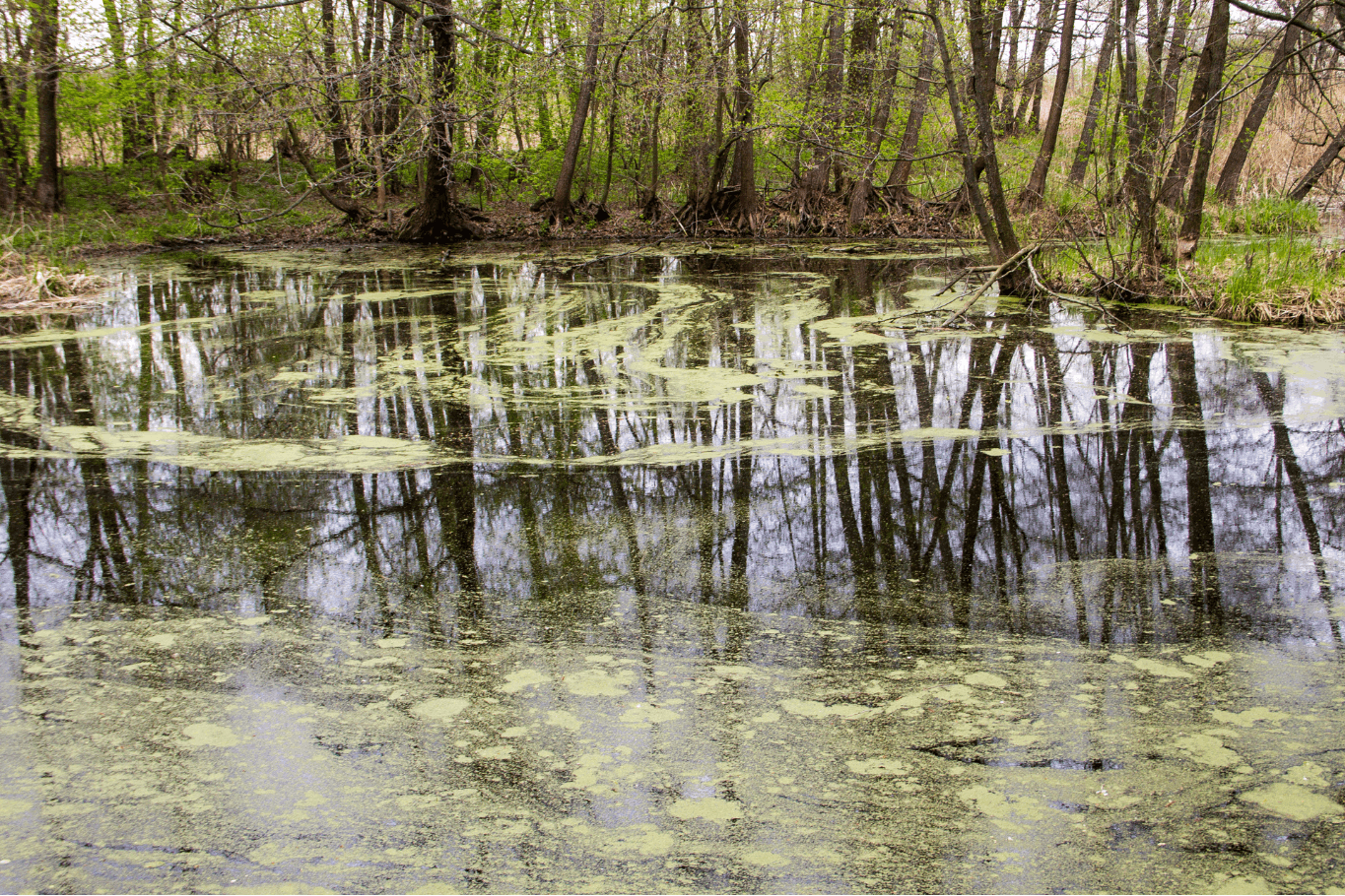 Hero image for the How to Clean Pond Water (Step-by-Step) article
