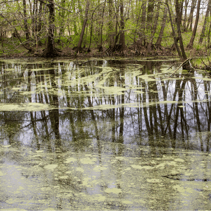 Hero image for the How to Clean Pond Water (Step-by-Step) article