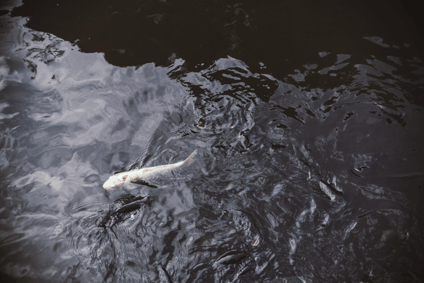 Hero image for the blog How to Remove Algae from a Pond (Without Killing the Fish)