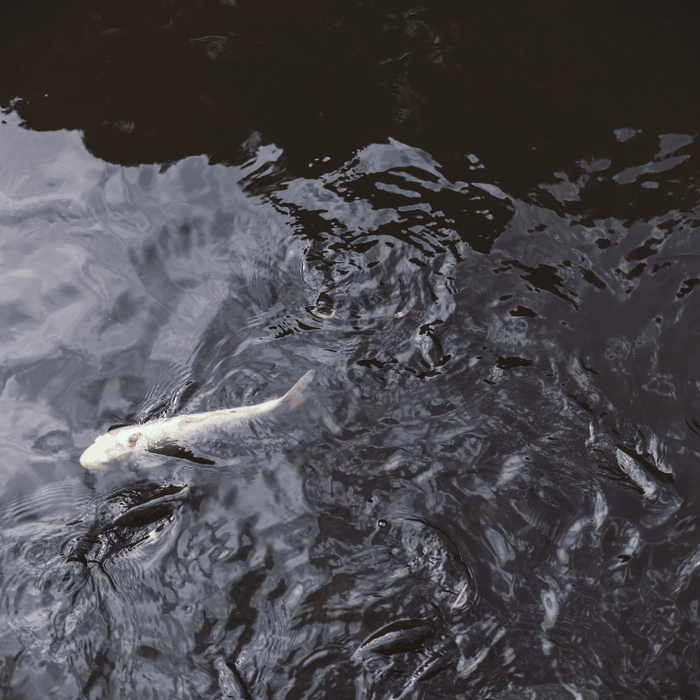 Hero image for the blog How to Remove Algae from a Pond (Without Killing the Fish)