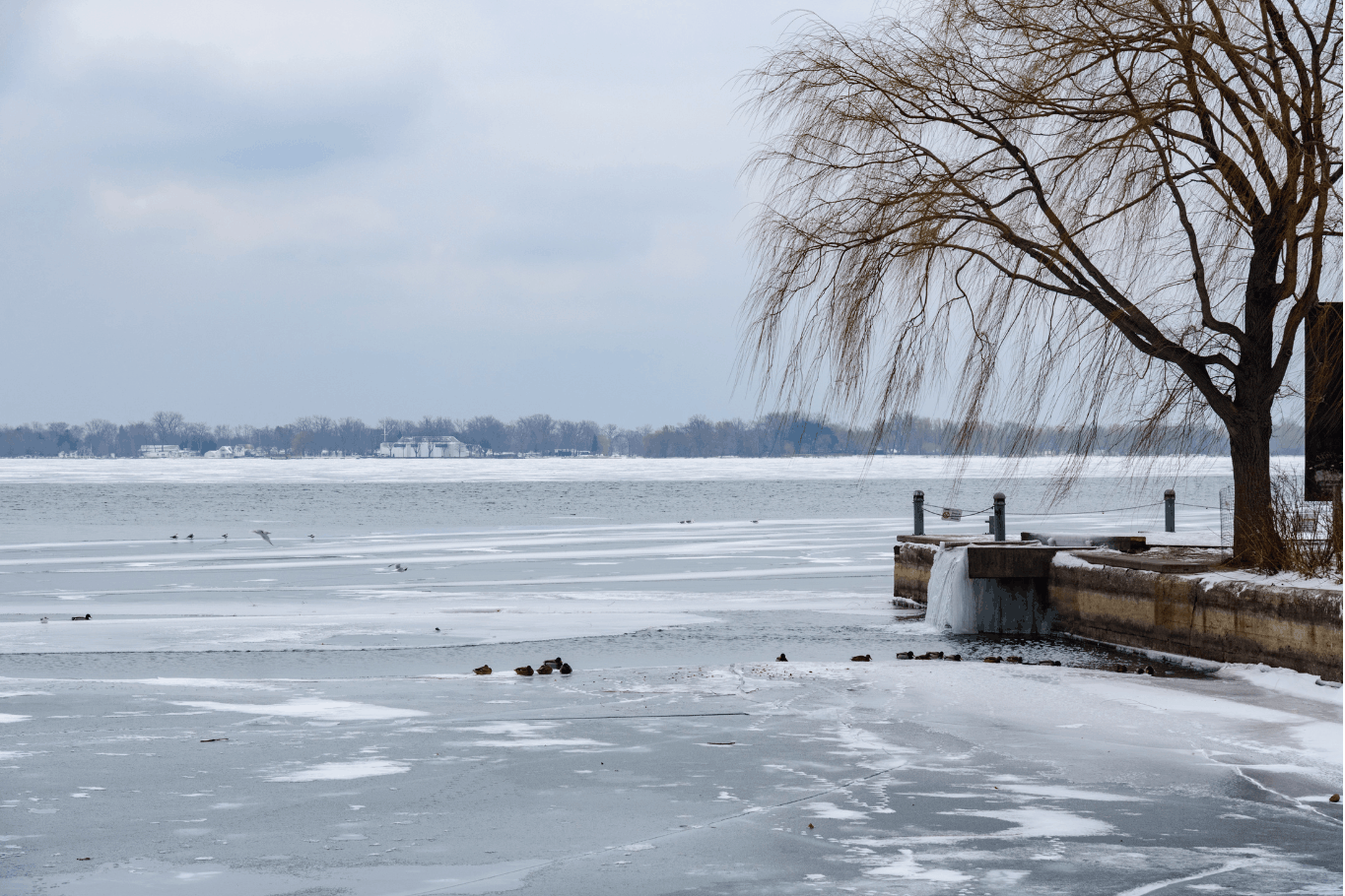 Winter pond scene with ice-covered water, snow, and a leafless tree near the shore
