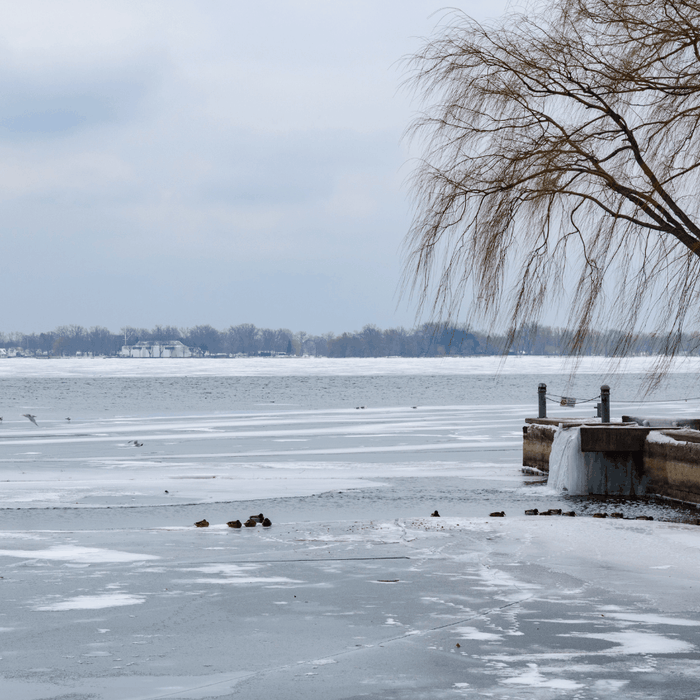 Winter pond scene with ice-covered water, snow, and a leafless tree near the shore