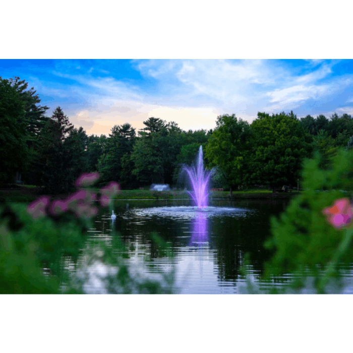 Distant view of the Scott Aerator Amherst Pond Fountain glowing with purple lighting at night