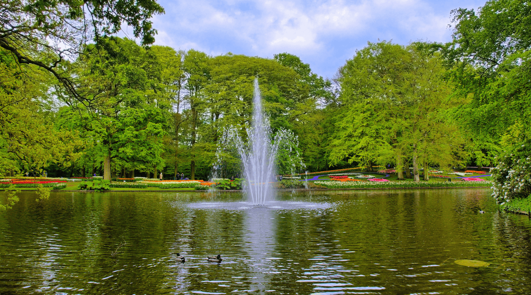 Fornt side view of a pond with a water fountain in the middle of a pond