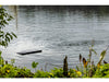 AquatiClear Circulator On Floating Mount Floating On Water
