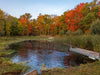Clear and healthy pond water after treatment with Kasco AquatiClear system surrounded by autumn foliage