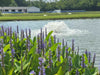 Kasco Aerator circulating water in landscaped pond with flowering plants in the foreground