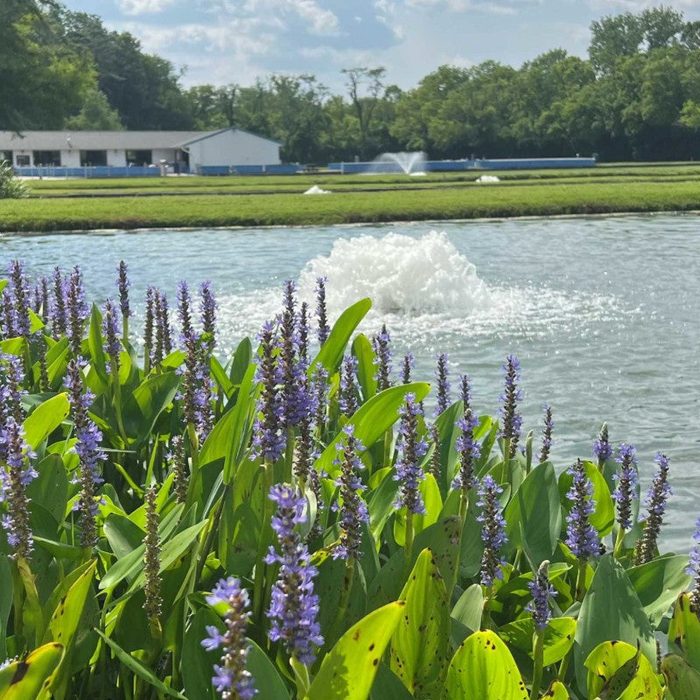 Kasco Aerator circulating water in landscaped pond with flowering plants in the foreground
