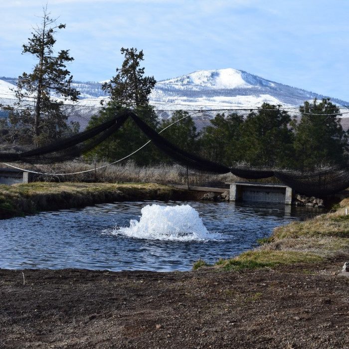 Kasco operating in a small pond with snow-covered mountains in the background during cold weather conditions